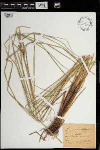 Carex stricta image