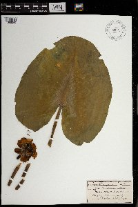 Image Associated With the Occurrence