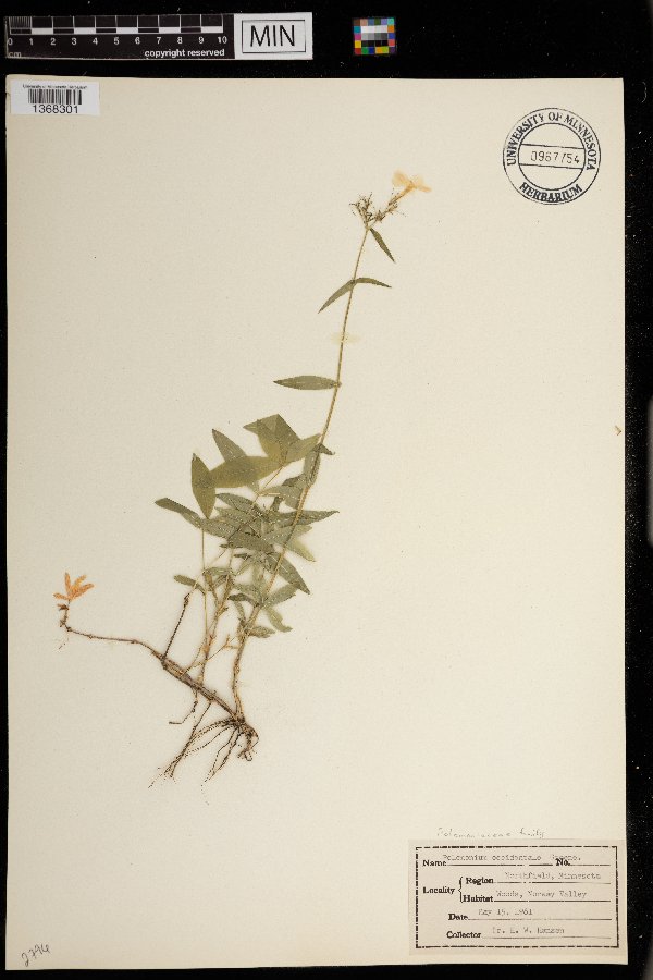 Polemonium image