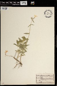 Polemonium occidentale image