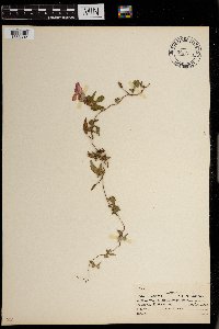 Ipomoea hederacea image