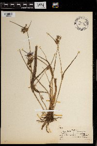 Tradescantia occidentalis image