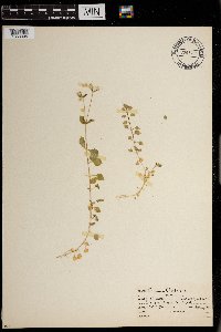 Stellaria media image
