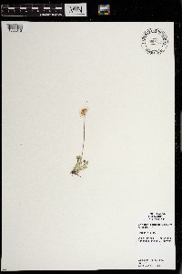 Erigeron compositus image