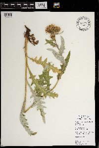 Cirsium clavatum var. americanum image