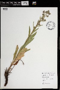 Cynoglossum officinale image