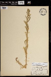 Myosotis sylvatica image