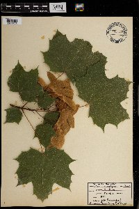 Acer macrophyllum image