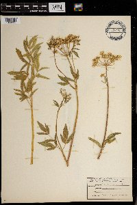 Cicuta maculata var. angustifolia image