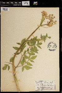 Cicuta maculata var. angustifolia image