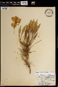 Oenothera caespitosa image