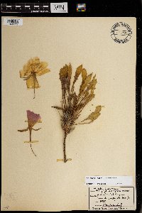 Oenothera caespitosa image