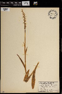 Media resource of Platanthera huronensis