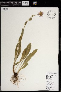 Erigeron speciosus image