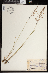 Agrostis gigantea image