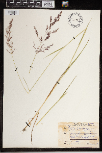 Agrostis gigantea image