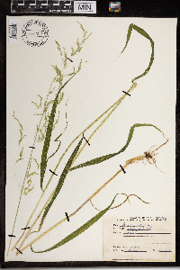 Agrostis stolonifera image