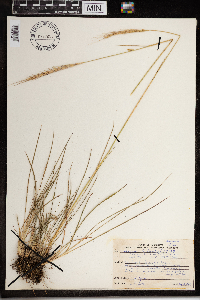Thumbnail image of current specimen