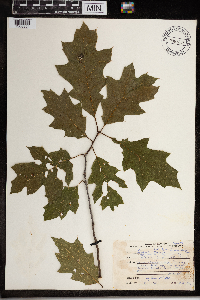 Thumbnail image of current specimen