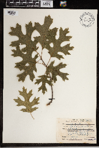 Quercus ellipsoidalis image