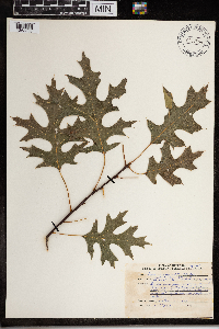 Quercus ellipsoidalis image
