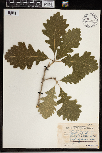 Quercus alba image