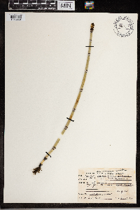 Media resource of Equisetum hyemale