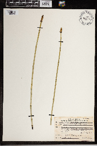 Media resource of Equisetum laevigatum