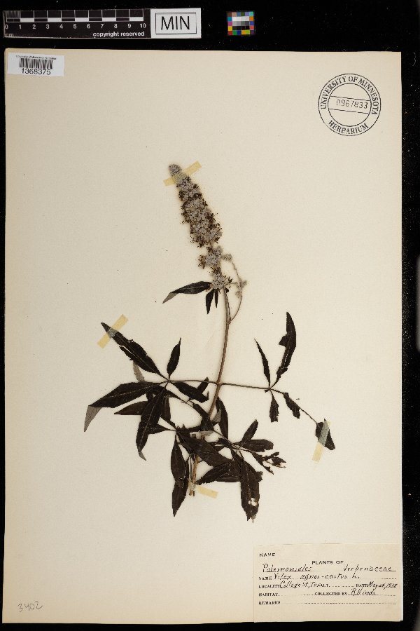 Vitex agnus-castus image