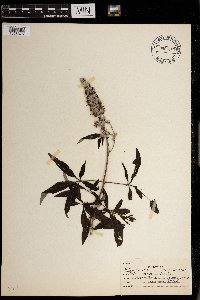 Image of Vitex agnus-castus