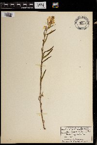 Pedicularis racemosa image