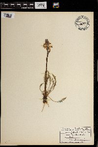 Pedicularis procera image