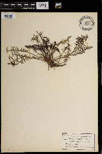 Pedicularis procera image