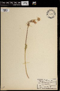Geum rossii image