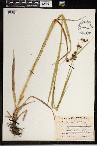 Scirpus atrovirens image