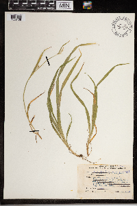 Media resource of Carex blanda