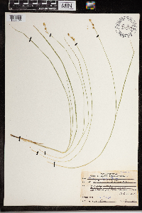 Carex interior image