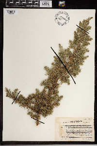 Juniperus communis image