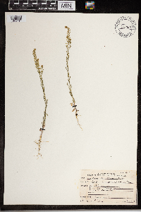 Lepidium densiflorum image