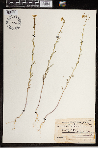 Erucastrum gallicum image