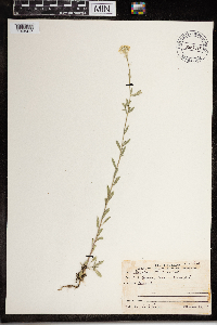 Berteroa incana image