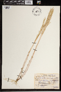 Image of Arabis pycnocarpa