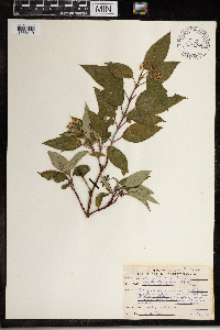 Image Associated With the Occurence