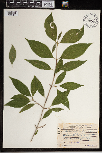 Cornus racemosa image