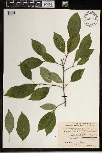 Cornus racemosa image