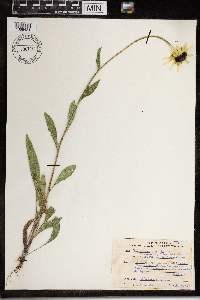Rudbeckia hirta var. pulcherrima image