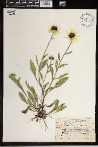 Rudbeckia hirta var. pulcherrima image