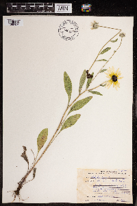 Rudbeckia hirta var. pulcherrima image