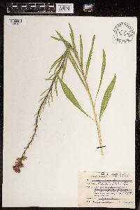Liatris aspera image