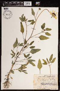 Helianthus petiolaris image